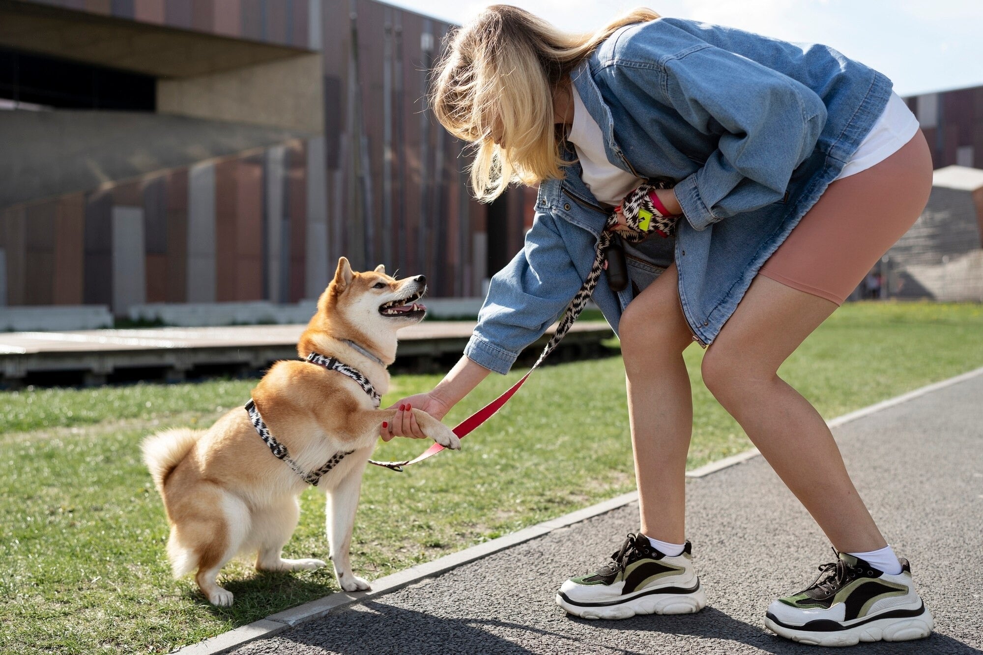 Safe and Stylish Leashes & Harnesses