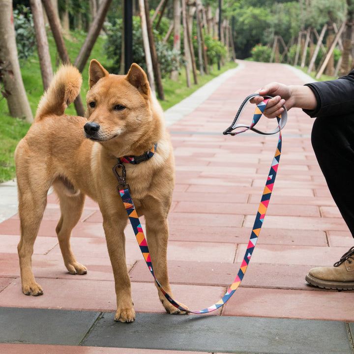 Durable Pet Leash And Harness