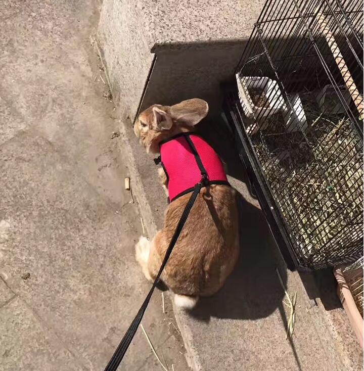 Compact Pet Leash For Small Pets