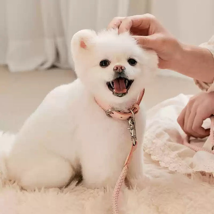 Leather Pet Leash And Collar For Small Pets