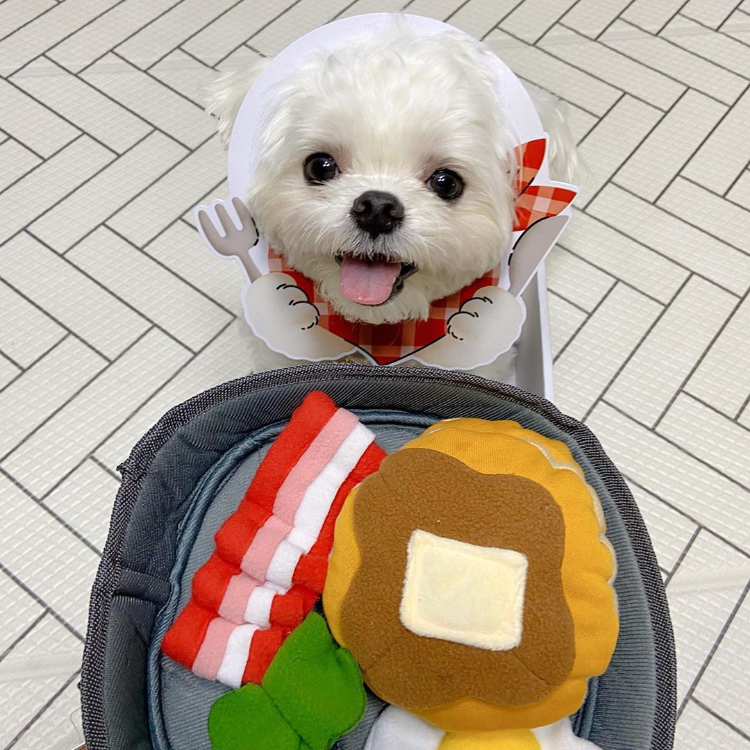 Dog Hide Food Toys