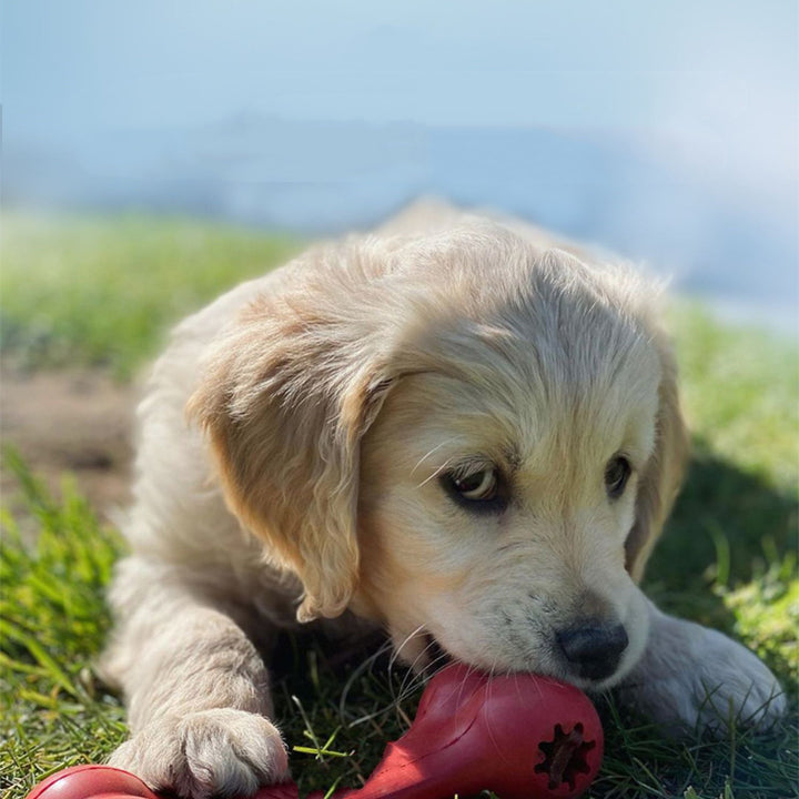Bite Resistant Rubber Pet Chew Toy Durable Interactive