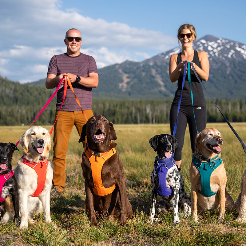 Pet Chest Harness With Leash